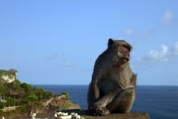 On the way to the reefs of Wakatobi, I met this fellow wh... by Michael Canzoniero 